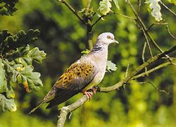 Image result for Turtur Columbidae