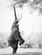 Image result for Elephant Standing Tall