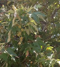 Image result for California Sycamore