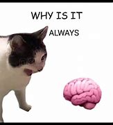 Image result for Cat Brain Think Meme