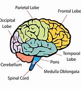 Image result for How Much Is a Brain Stand
