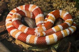 Image result for Cool Looking Non Venomous Snakes