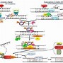 Image result for TP53 Signaling Pathway