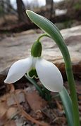 Galanthus Bertram Anderson に対する画像結果