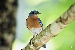 Image result for What Does Eastern Blue Look Like