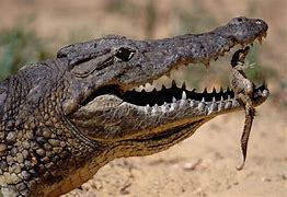 Image result for Alligator and Crocodile Facts