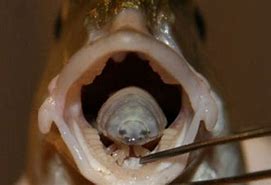 Image result for parasite isopods tongue