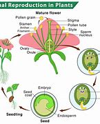 Image result for Types of Reproduction in Plants