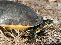 Image result for Deirochelys reticularia