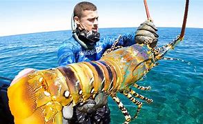 Image result for Giant Pacific Lobsters