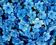 Image result for Aesthetic Blue Pink Flower