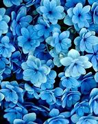Image result for Cool Blue Flowers