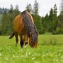 Image result for Arabian Horse Photography
