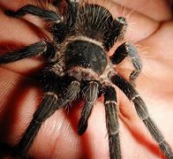 Image result for Biggest Spider Species in the World