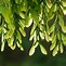 Image result for Red Maple Tree Bugs