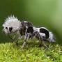 Image result for Rarest Bug in the World