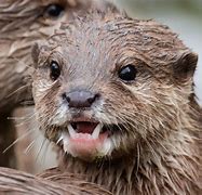 Image result for Otter Pops Fan Art