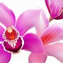 Image result for Floral Transparent Background