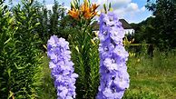 Image result for Delphinium Gillian Dallas