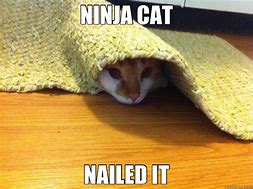 Image result for Ninja Cat Meme