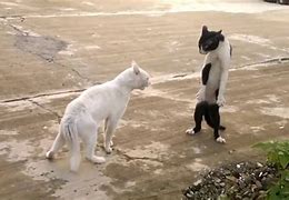 Image result for Funny Fighting Stance