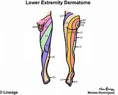 Image result for Dermatome Nerve Distribution