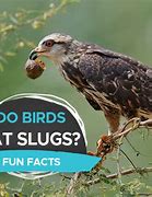 Image result for Baby Bird Eating Spider