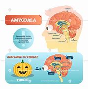 Image result for Amygdala Painting