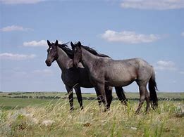 Image result for Black Forest Horse