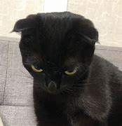 Image result for Angry Cat PFP Funny