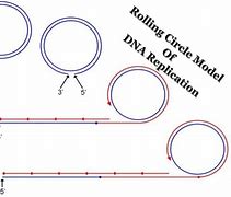 Image result for Rolling Circle Model of DNA Replication