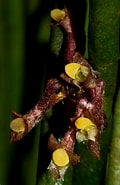 Afbeeldingsresultaten voor Leptostylis ampullacea. Grootte: 120 x 185. Bron: orchidofsumatra.blogspot.com