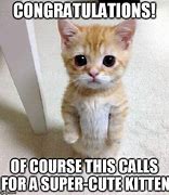 Image result for New House Congratulations Cat Meme