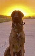 Image result for Tampa Bay Police Canine Unit