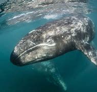 Image result for Gray Whale Facts
