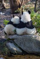 Image result for Panda Bear Sitting