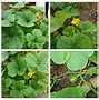 Image result for Weed Vine with White Flowers
