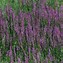 Image result for Lythrum salicaria