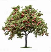 Image result for Apple On a Tree