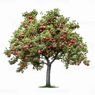 Image result for Apple Tree Rows
