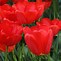 Image result for Tulipa Parade