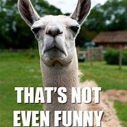Image result for Llama Quotes Funny