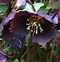 Image result for Helleborus orientalis Early Purple