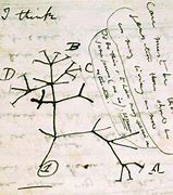 Image result for Darwin Evolution Tree