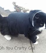 Image result for Cat Tired Hoodie