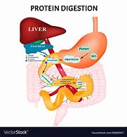 Image result for Protein Digestion Diagram