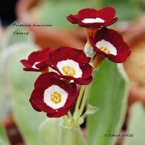Bildergebnis für Primula auricula Cherry