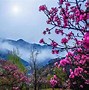 Image result for Most Sacred Tai Chi Mountain
