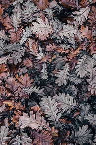 Image result for Rustic Aesthetic Wallpaper