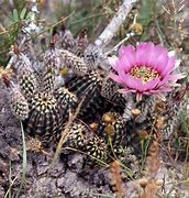 Image result for Texas Cacti